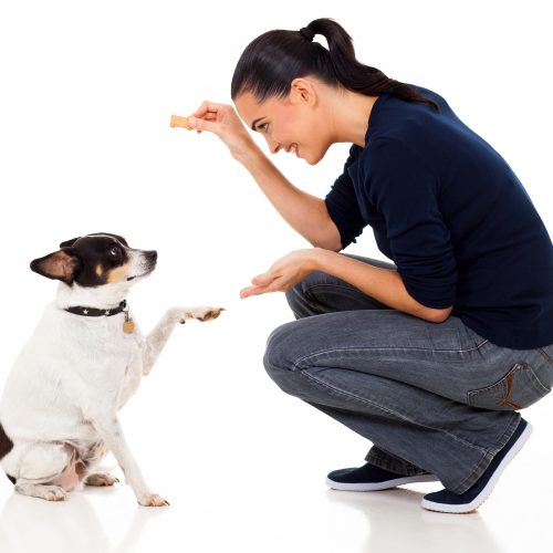 beautiful young woman training her dog