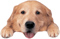 dog-head dog-head